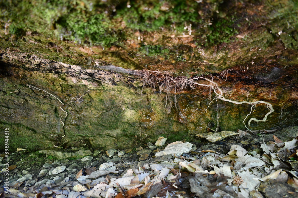 The Moss Cave