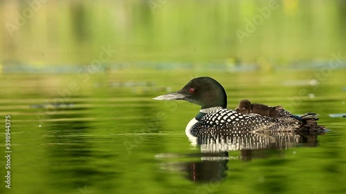 Common Loon adult with young riding on back taken in central MN