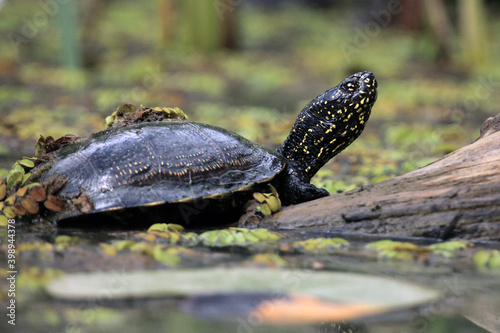 The European pond turtle (Emys orbicularis) or the European pond terrapin in the lagoon with green background.