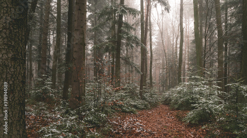 Fototapeta Naklejka Na Ścianę i Meble -  Tajemniczy zimowy las we mgle