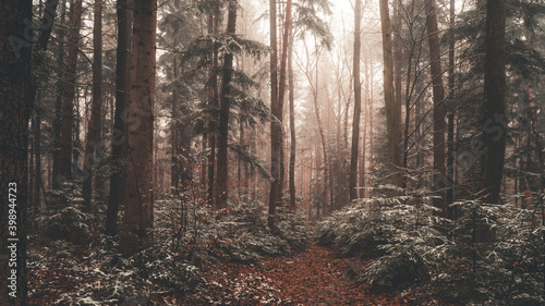 Fototapeta Naklejka Na Ścianę i Meble -  Tajemniczy zimowy las we mgle