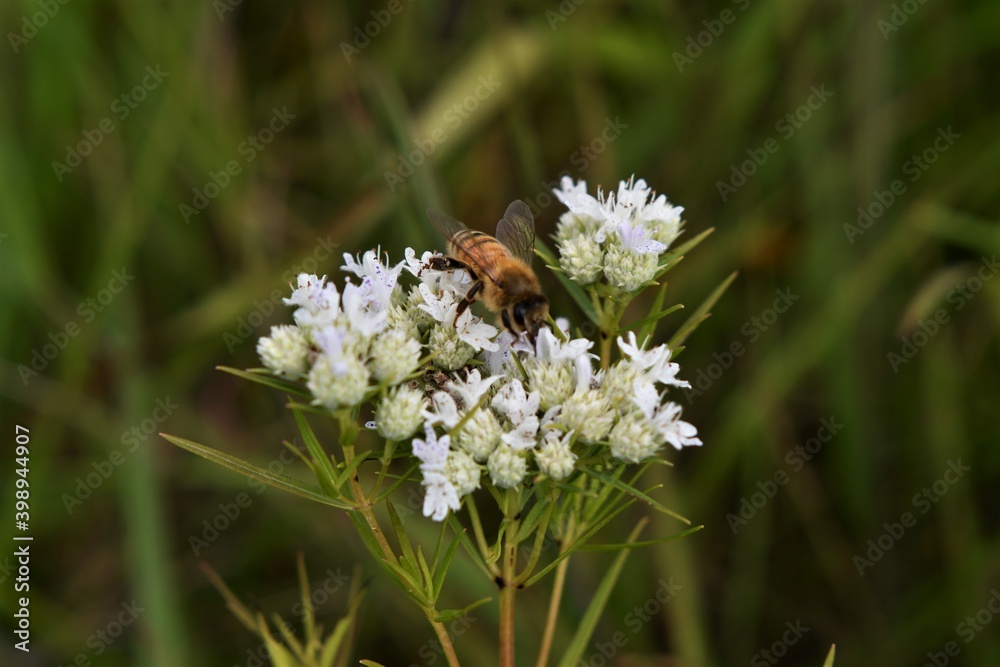 Bumblebee Eating Viburnum Bumblebee Eating Viburnum