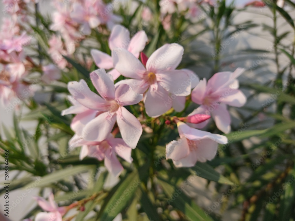 The white flowering plants in the garden are very beautiful The white flowering plants in the garden are very beautiful