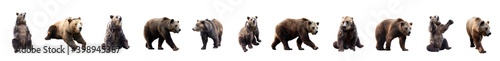 Set of brown bears over white background. Large collection of dangerous predators of grizzly bears. 