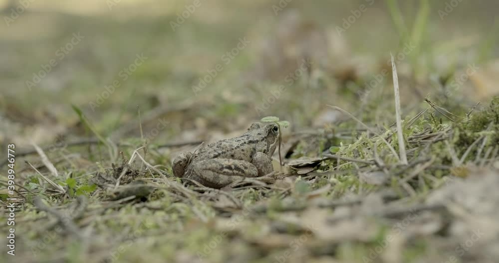 frog on the ground frog on the ground