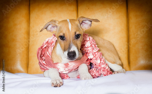 puppy in a pink scarf lies © Happy monkey