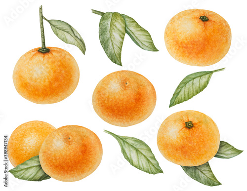 set of watercolor orange tangerines with leaves isolated on white
