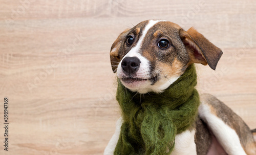 Fototapeta Naklejka Na Ścianę i Meble -  puppy in a green scarf looking