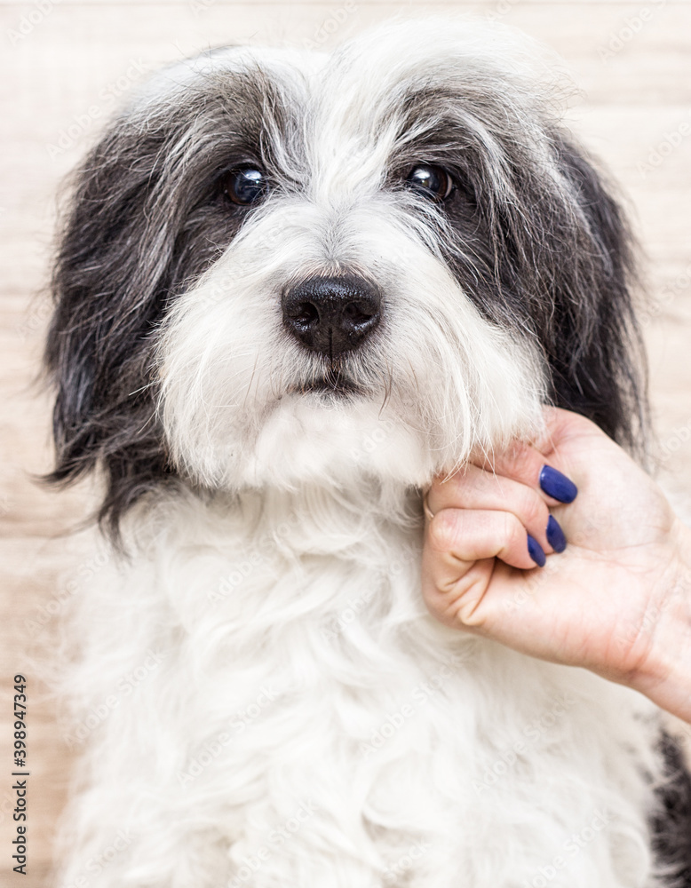portrait of a shaggy dog looking