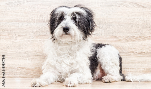 portrait of a shaggy dog looking