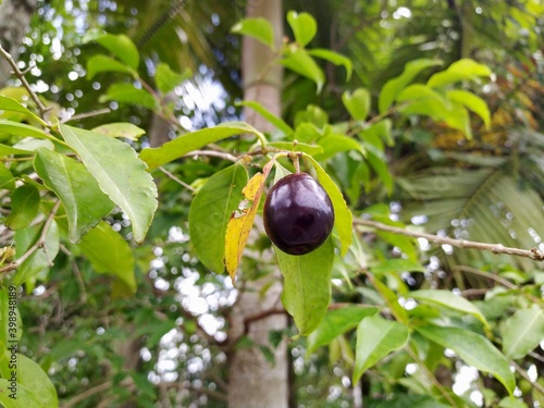 fruta araçá - eugenia stipitata photo