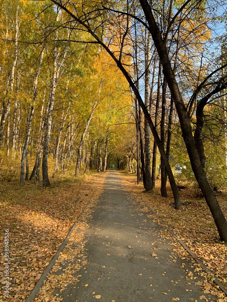 Obraz premium path in park