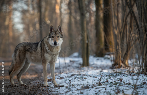 Wild wolf in the forest. Winter forest. Photo of a wild wolf in a snowy park. © Rina Antipina