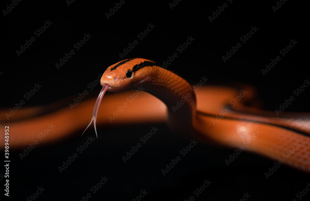 Fototapeta premium Rat snake (Oreocryptophis Porphyraceus Coxi) with black background. Orange snake.