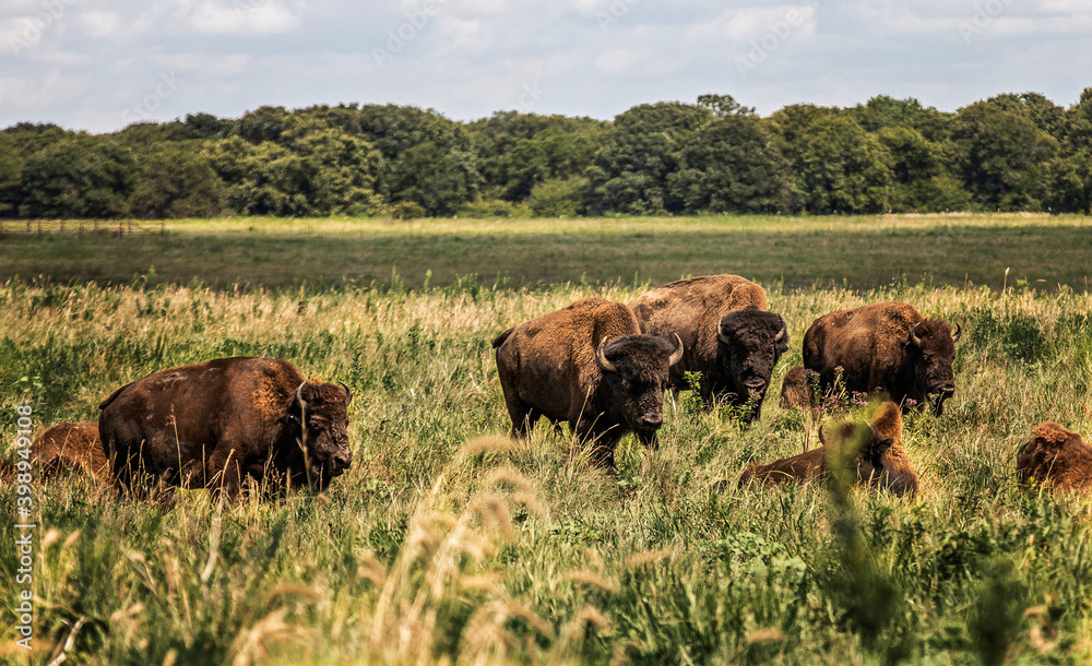 bison on the range in summer