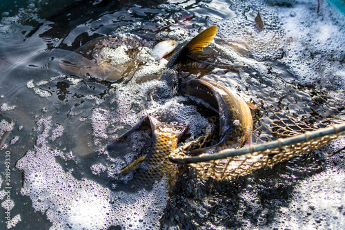 Living carps at water tank, traditional  Christmas market, Prague, Czech republic