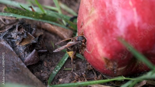wasp eating red apple