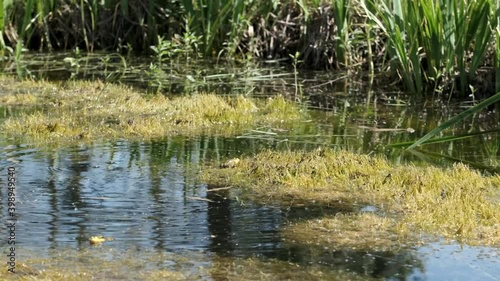frog in the pond