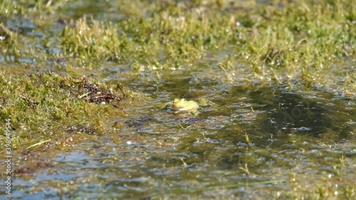 frog in the pond