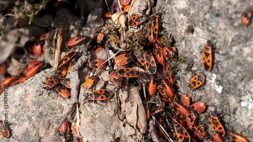red beatles crawling on rocks