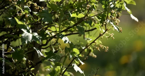 spring in the forest
