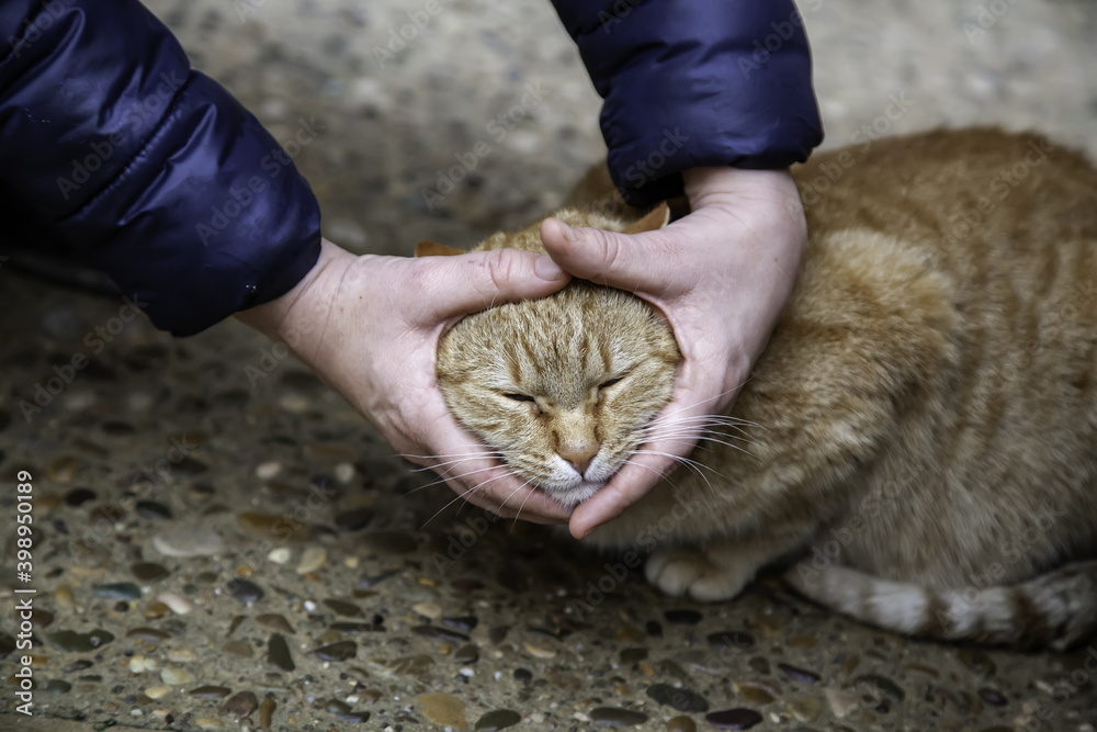 Person stroking cat