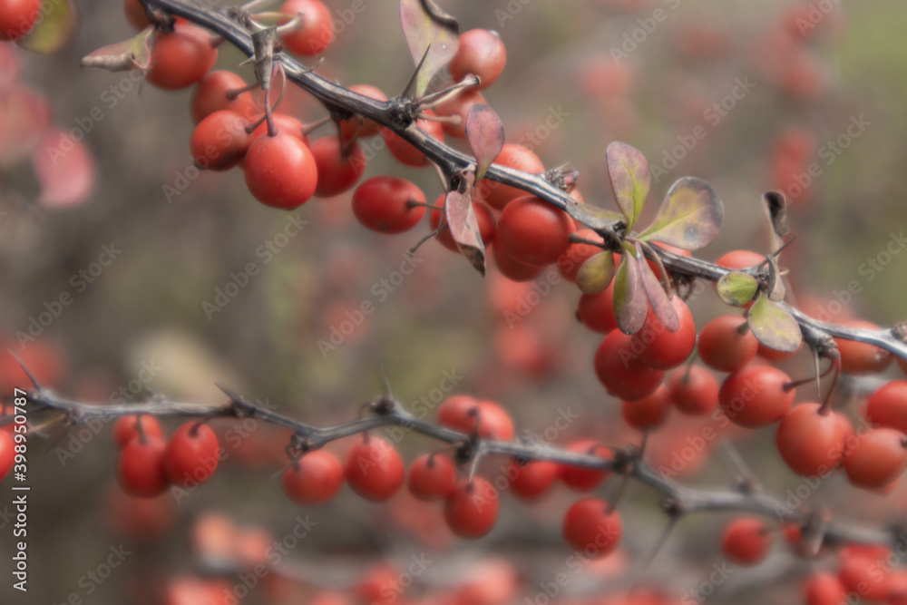 Close-up of a ripe red berries of barberry on branch. Autumn (fall). Berberis vulgaris