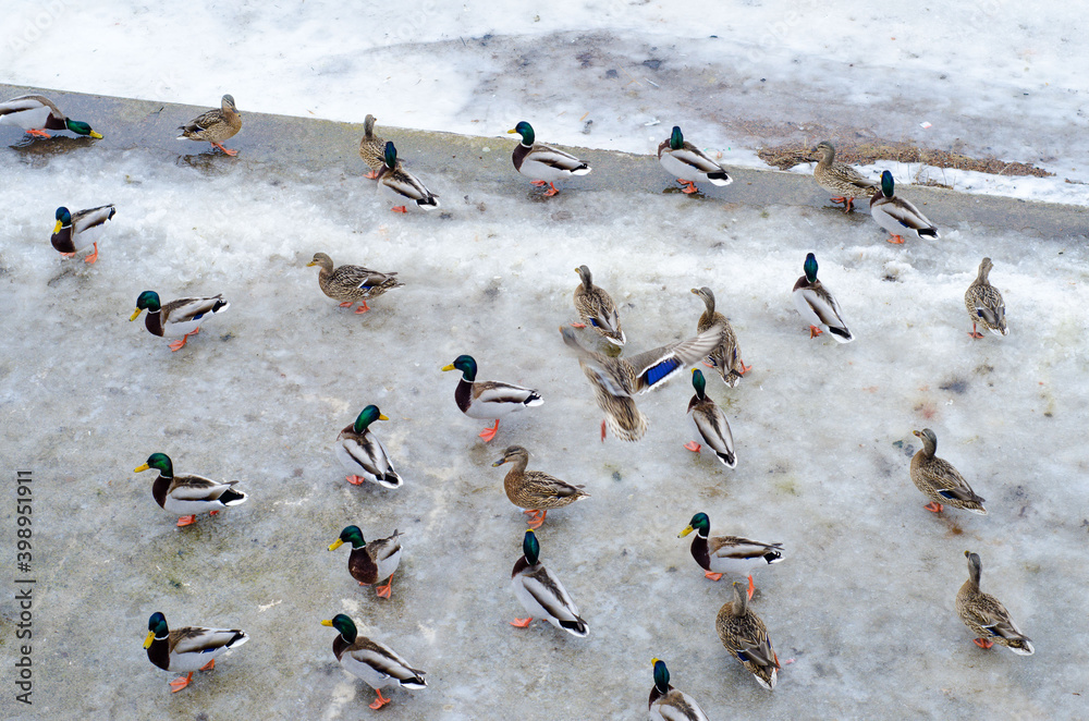 Fototapeta premium Wild ducks and drakes walk on ice. Waterfowl in winter weather.