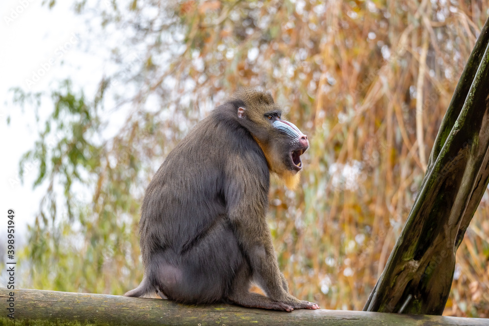 Obraz premium mandrill in the zoo