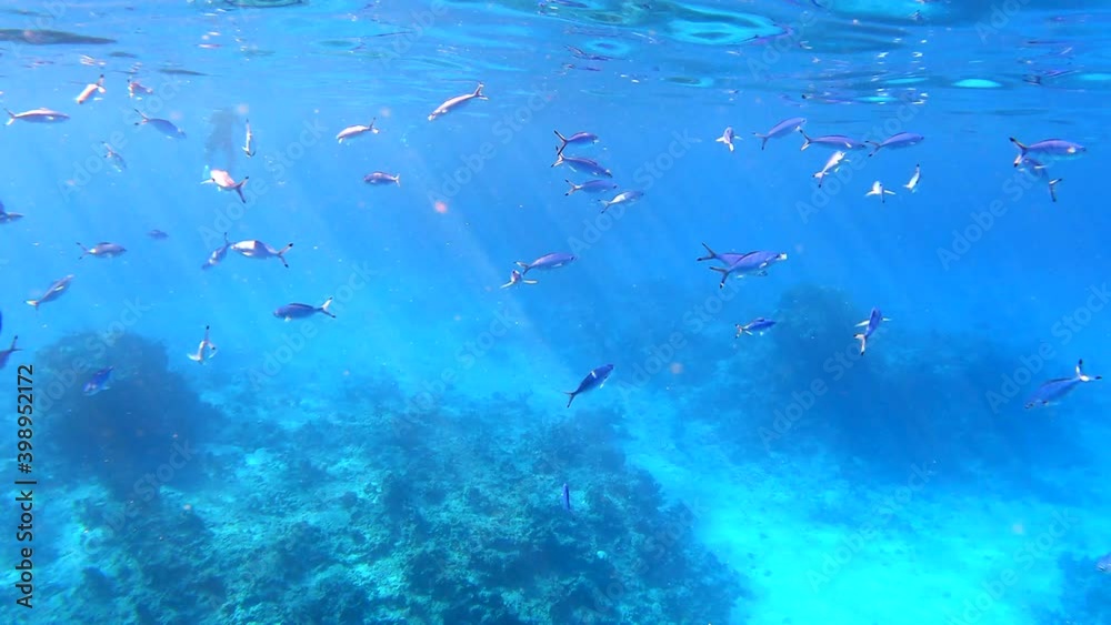 Beautiful vibrant coral garden. Reef Underwater Coral scene. Soft-hard corals seascape, coral garden. Diving in Red Sea of colorful beautiful corals reefs. Tropical fish on the reef. Coral garden Beautiful vibrant coral garden. Reef Underwater Coral scene. Soft-hard corals seascape, coral garden. Diving in Red Sea of colorful beautiful corals reefs. Tropical fish on the reef. Coral garden