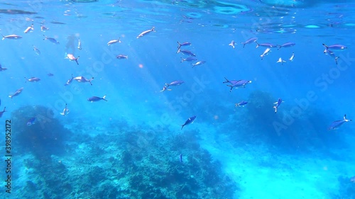 Beautiful vibrant coral garden. Reef Underwater Coral scene. Soft-hard corals seascape,  coral garden. Diving in Red Sea of colorful beautiful corals reefs. Tropical fish on the reef. Coral garden