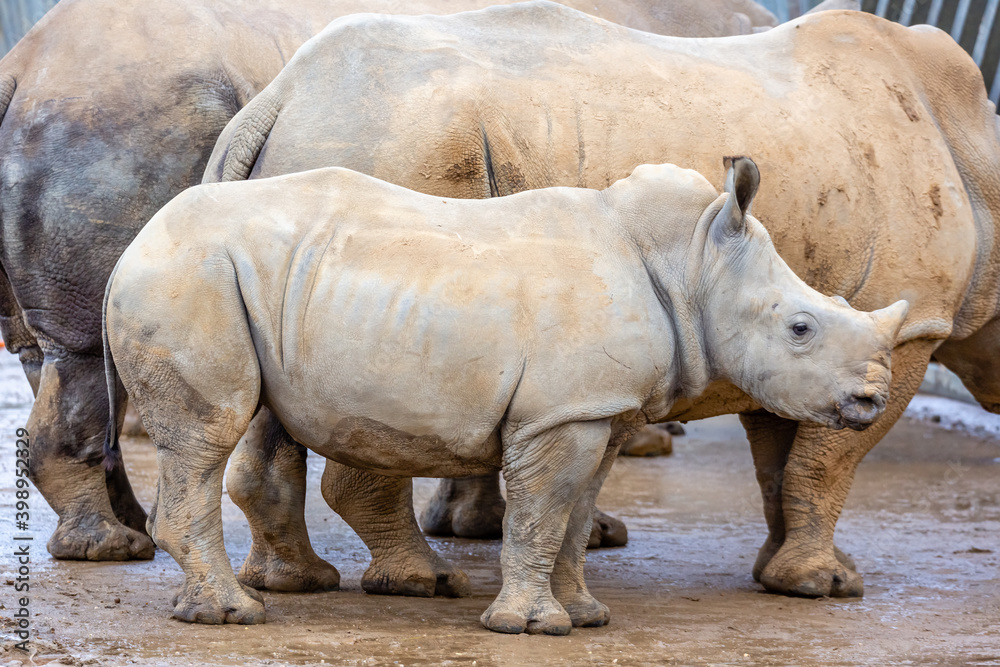 Fototapeta premium rhino in the zoo