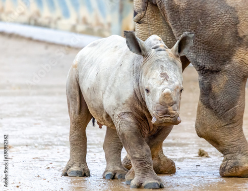 rhino in zoo