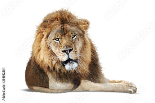 Fototapeta Naklejka Na Ścianę i Meble -  African Male Lion Lying Down - Extracted