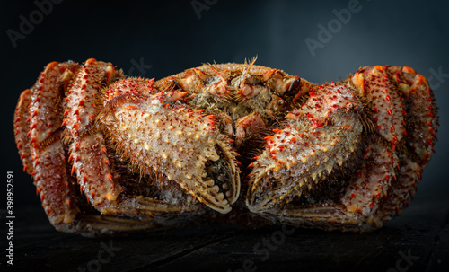 Close up of Chinese mitten crab, shanghai hairy crab. Dark background. 