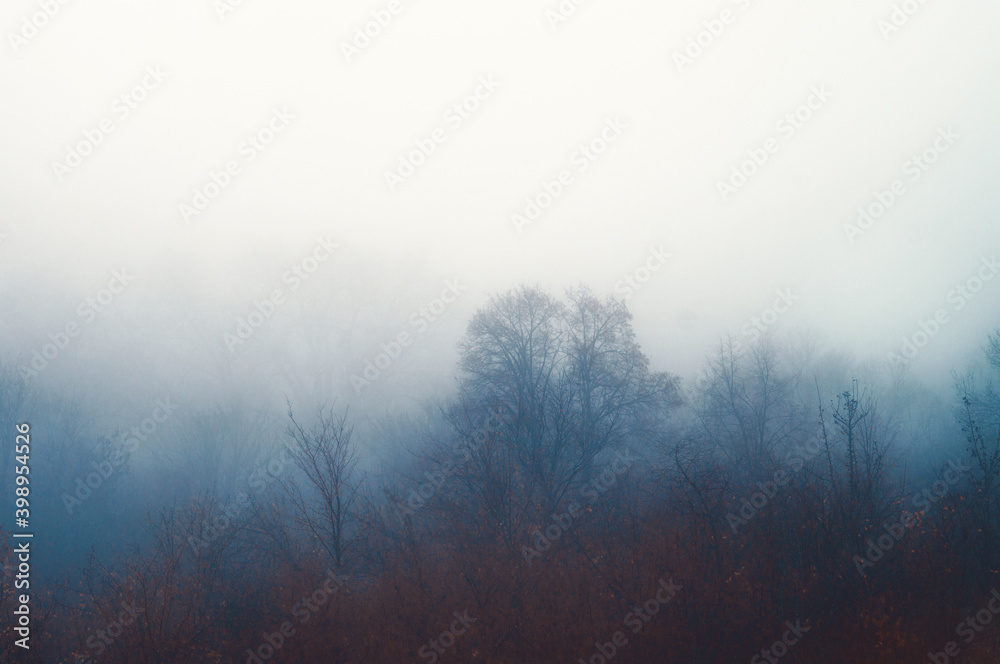 Autumn dense fog. Silhouettes of trees in the haze of the forest. Mood of serenity, loneliness and peace