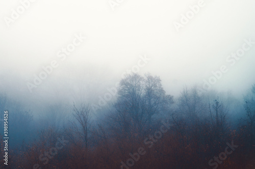 Autumn dense fog. Silhouettes of trees in the haze of the forest. Mood of serenity, loneliness and peace