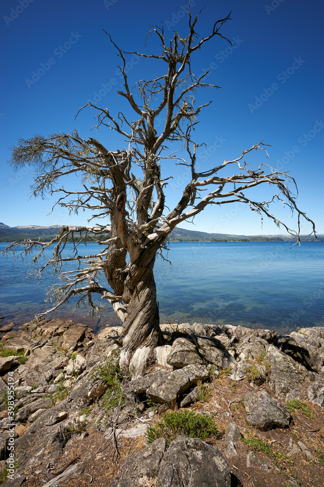 Tree at Alumine lake, Patagonia, Argentina