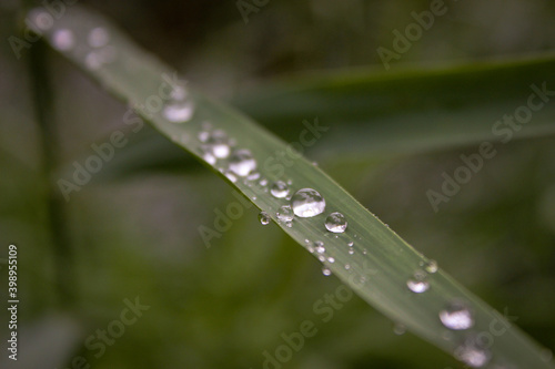 Water drops on grass leaves in selective focus