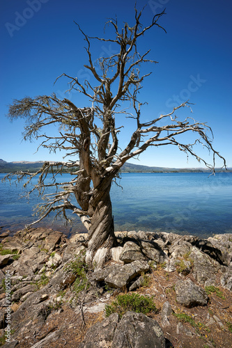 Tree at Alumine lake, Patagonia, Argentina