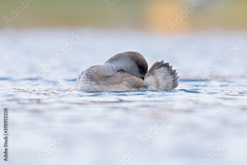 Fototapeta Naklejka Na Ścianę i Meble -  A female red-crested pochard (Netta rufina) swimming and preening in a colorful pond in the city.