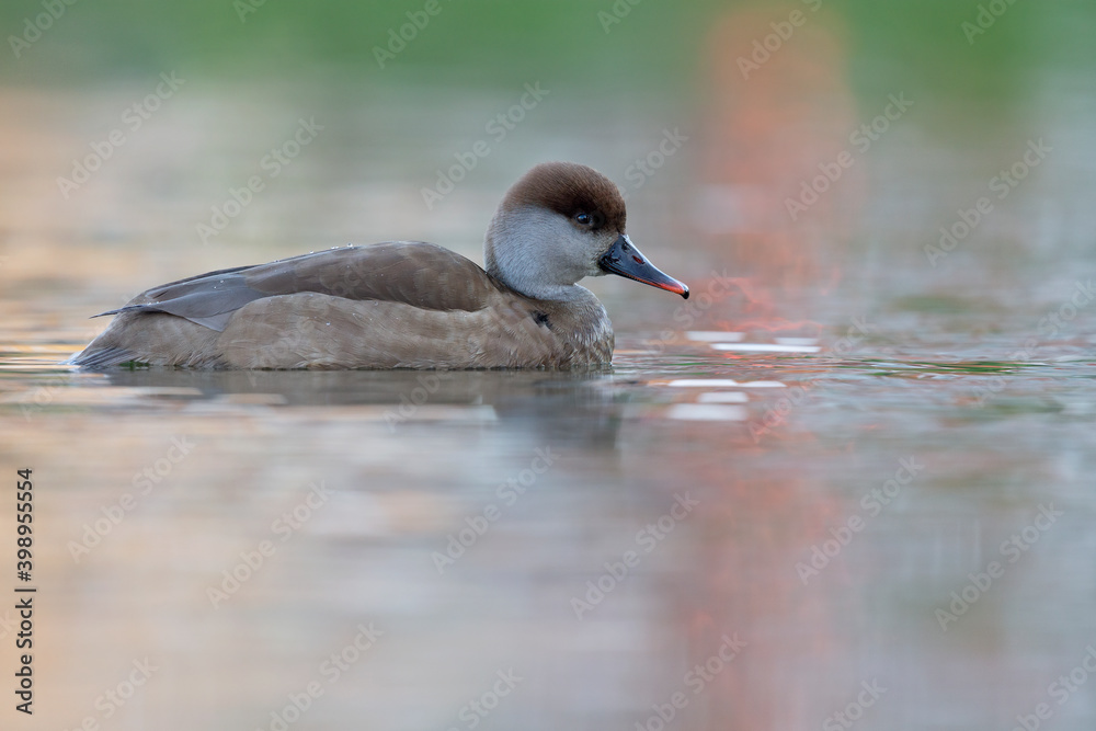 Fototapeta premium A female red-crested pochard (Netta rufina) swimming and foraging in a colorful pond in the city.