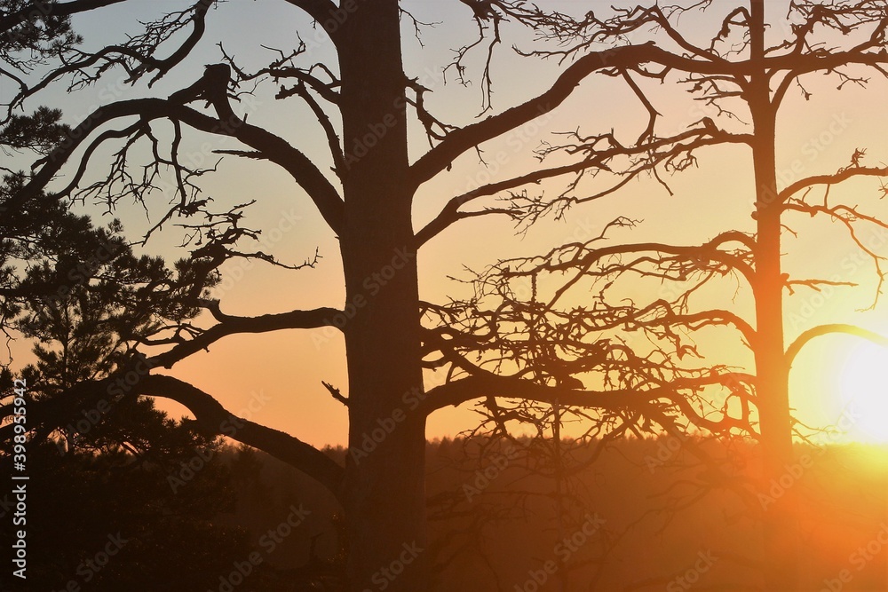 Sunset in the forest. The silhouette of an old, dead pine tree makes you think of wild west.