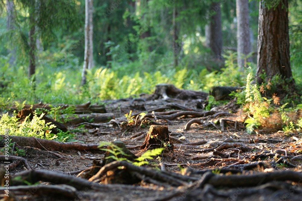 A forest path with many  roots of trees. Concepts of challenges and difficulties.