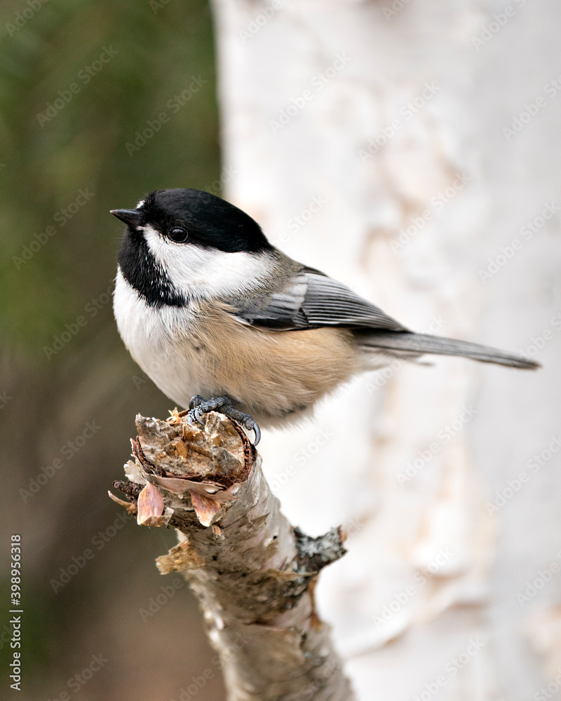 Chickadee Stock Photo. Chickadee close-up profile view on a birch tree branch with a blur background in its habitat, displaying grey feather plumage wings and tail, black cap head. Image. Picture. Chickadee Stock Photo. Chickadee close-up profile view on a birch tree branch with a blur background in its habitat, displaying grey feather plumage wings and tail, black cap head. Image. Picture.