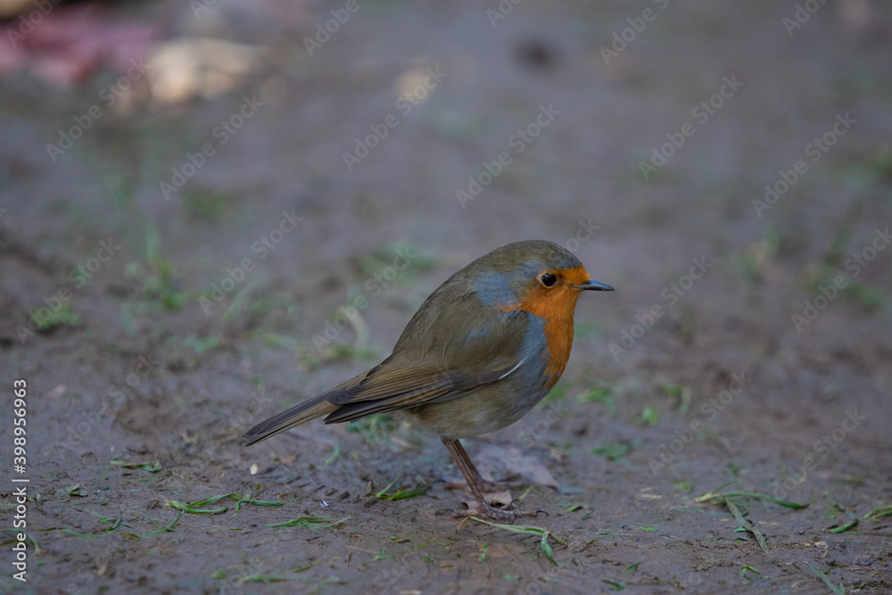 A bird and leaves on the ground, little bird
A bird and leaves on the ground, little bird
