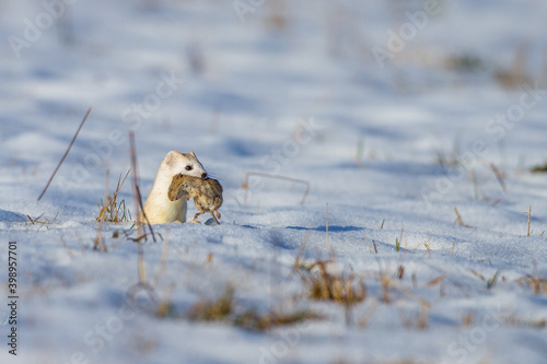 Hermelin (Mustela erminea) im Winterfell mit Maus © Rolf Müller