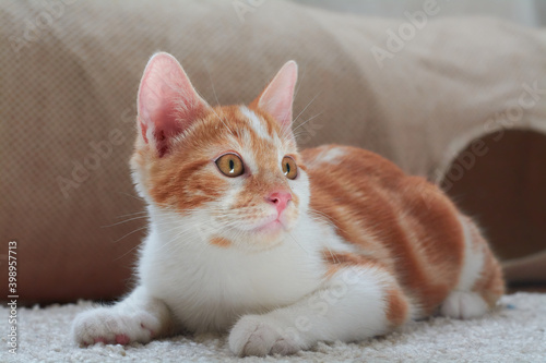 Funny orange and white tabby kitty with pink nose playing