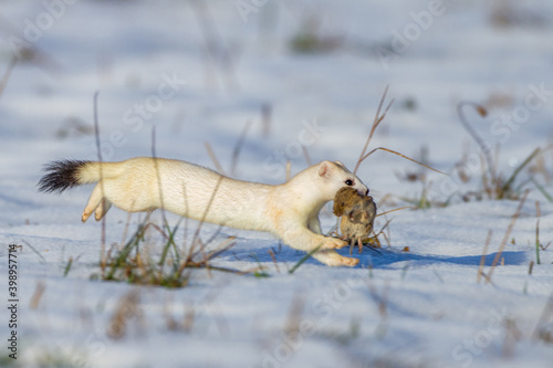 Fotografía Hermelin (Mustela erminea) im Winterfell m mit Maus