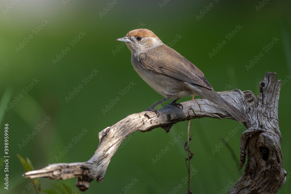 Mönchsgrasmücke (Sylvia atricapilla) Weibchen Mönchsgrasmücke (Sylvia atricapilla) Weibchen